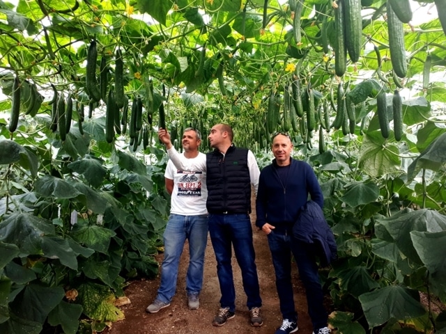 Fitó muestra en campo Caoba, su nuevo pepino holandés con genética SmartQ