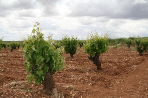 Balance fitosanitario de la vid en Castilla-La Mancha