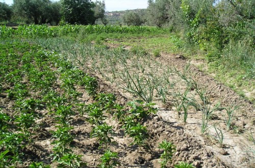 Castilla-La Mancha propone que las ayudas a la agricultura ecológica sean parte de la PAC