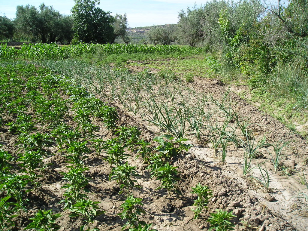 Castilla-La Mancha propone que las ayudas a la agricultura ecológica sean parte de la PAC