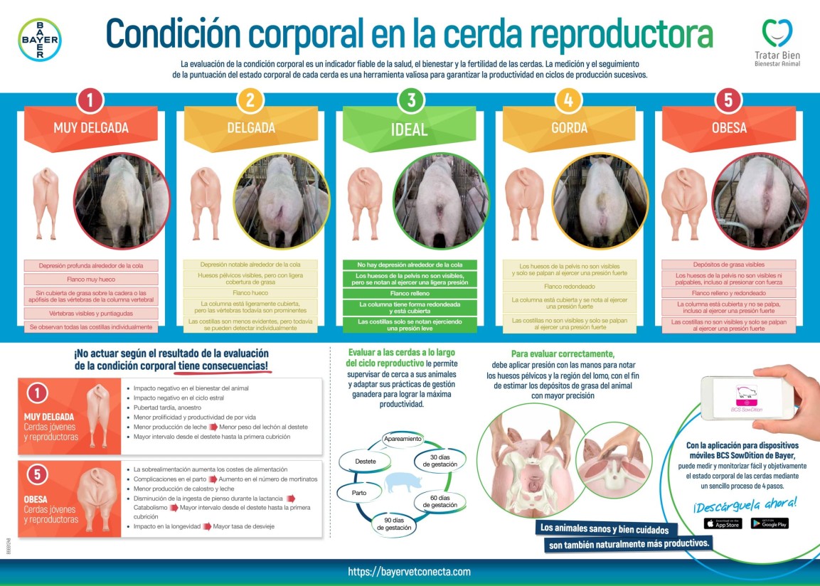 Bayer lanza BCS SowDition, la app que evalua la condición de cerdas reproductoras