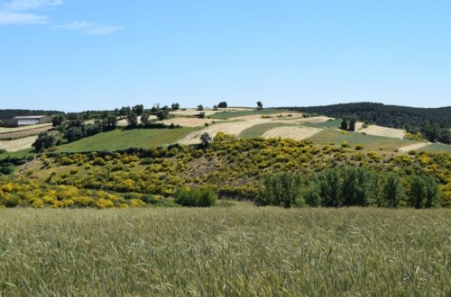La Coalición Rural europea se opone al recorte de la financiación al Desarrollo Rural en la futura PAC