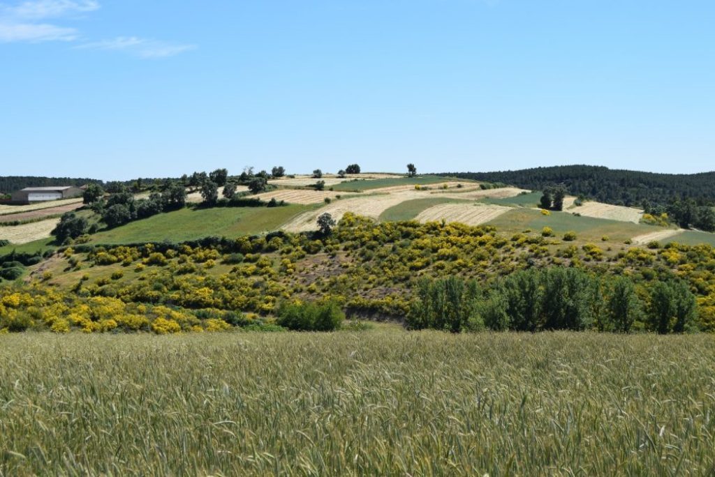 Primeras concentraciones parcelarias de iniciativa privada en Castilla y León