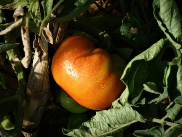 Convierten los restos del cultivo tomate en un producto de bioprotección