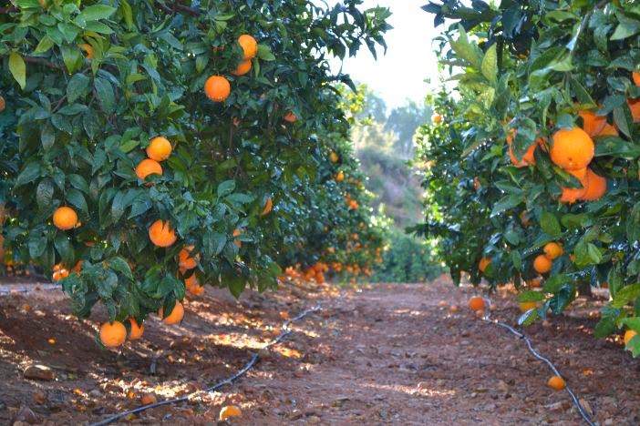 Fruterca entra en concurso de acreedores