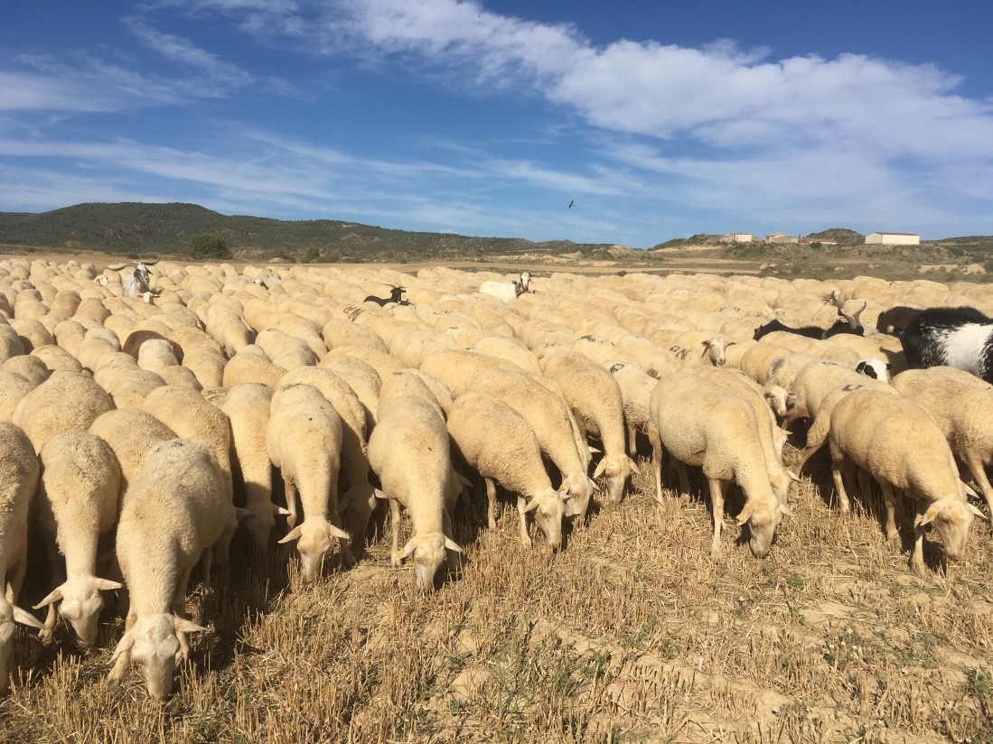 Sector ovino, Ternasco de Aragón y asociacionismo agrario