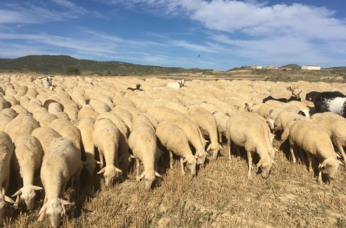 Sector ovino, Ternasco de Aragón y asociacionismo agrario