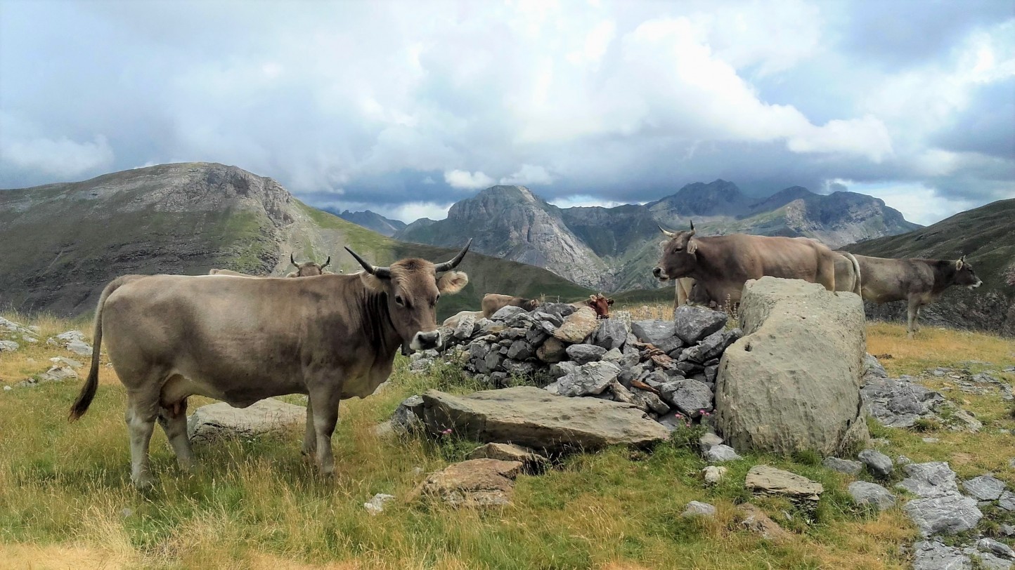 Parámetros de eficiencia productiva en vacas nodrizas según los ganaderos