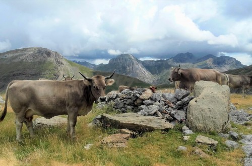 Parámetros de eficiencia productiva en vacas nodrizas según los ganaderos