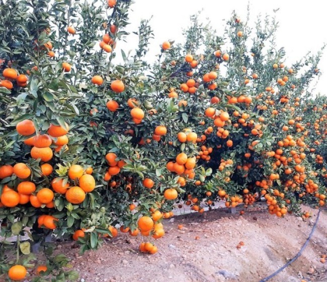 La mandarina Spring Sunshine alcanza las 500 hectáreas licenciadas en España