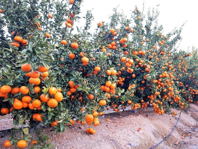 La mandarina Spring Sunshine alcanza las 500 hectáreas licenciadas en España