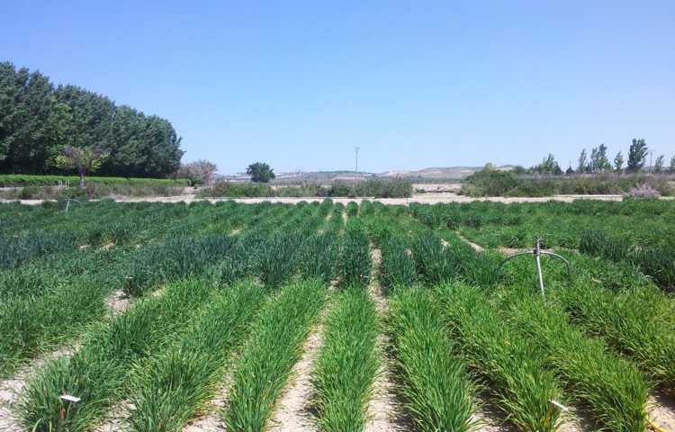 La semilla certificada, clave en la producción agraria