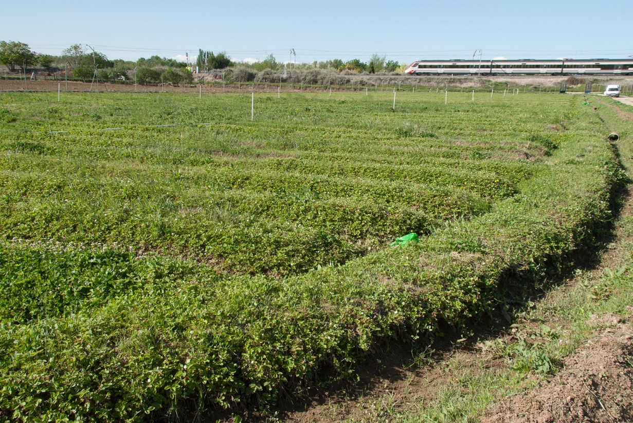 UPA denuncia que la Confederación del Tajo quiere cortar el riego de agricultores madrileños