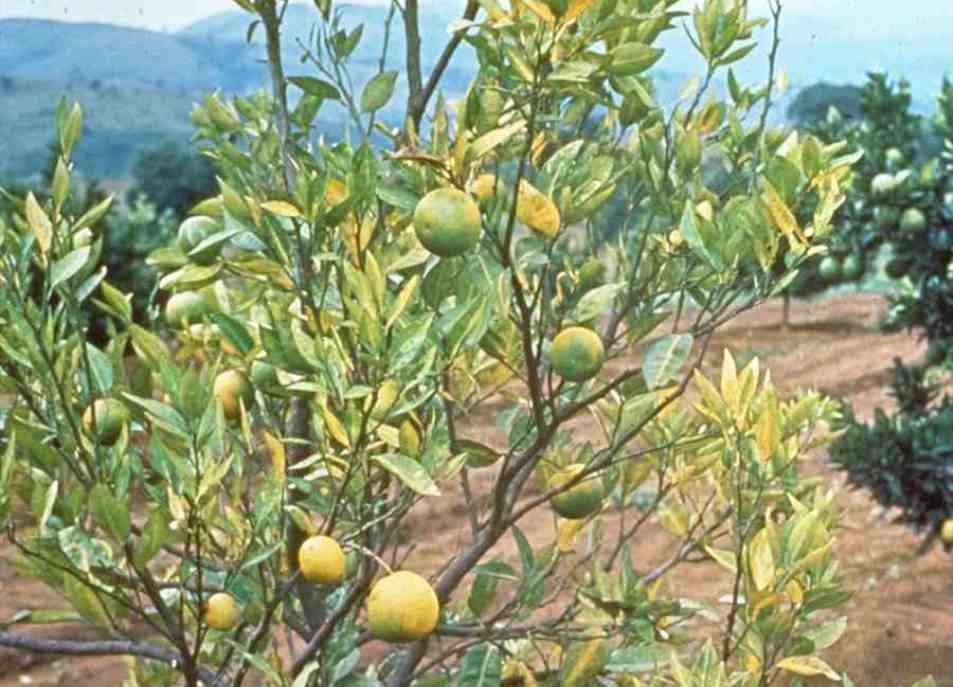 El CGC alerta de que la llegada de la bacteria HLB haría desaparecer la citricultura española en apenas 15 años