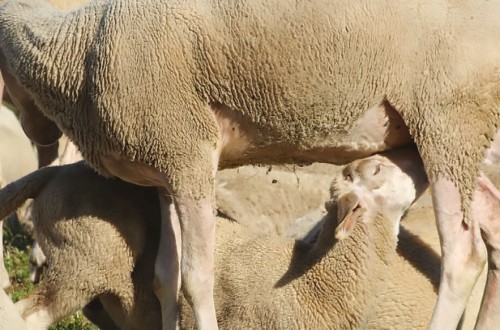 La restricción de alimento durante la lactancia de corderos 