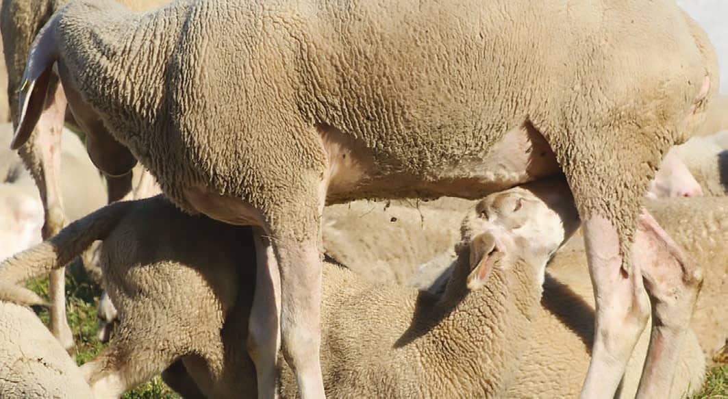 La restricción de alimento durante la lactancia de corderos 