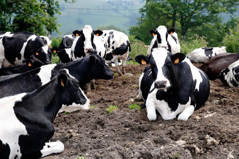Bajan un 1,8% las entregas de leche de vaca en enero y el precio medio ni se mueve