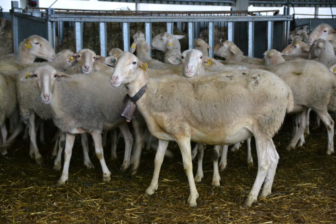 Agricultura actualiza medidas y zonas de restricción frente virus lengua azul