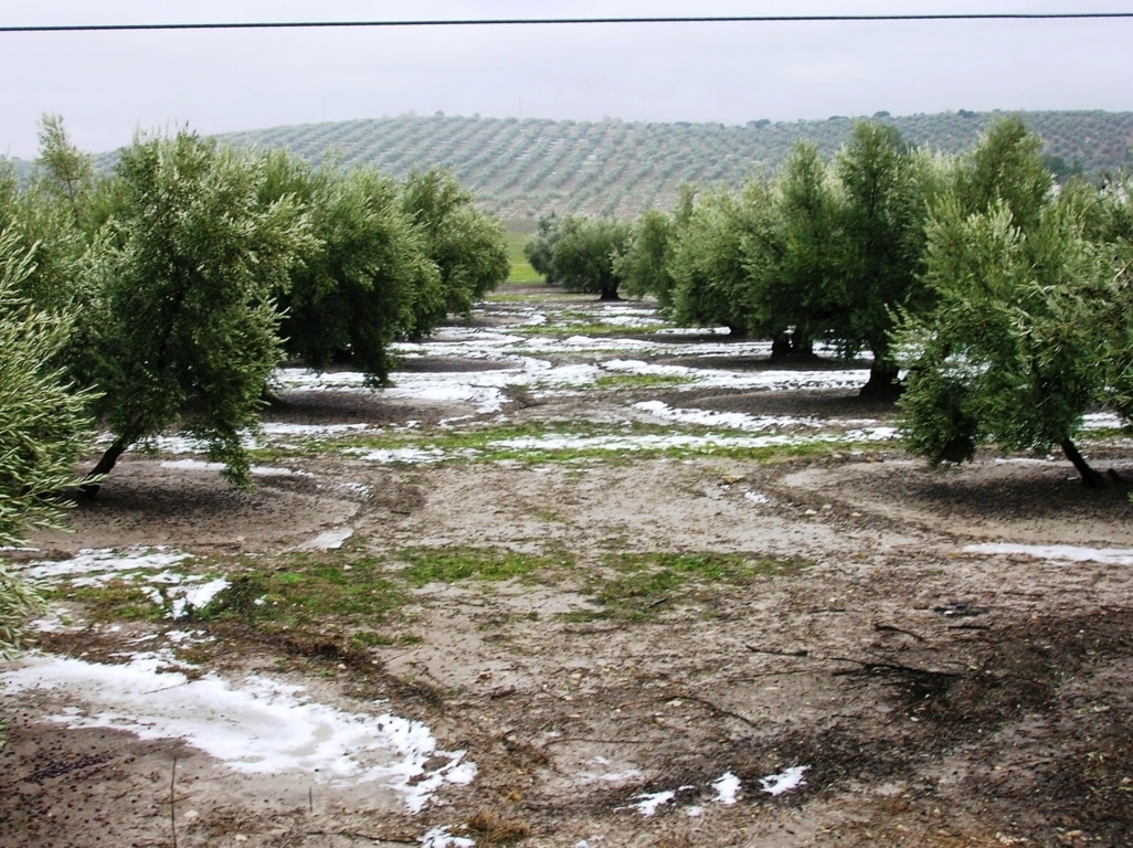 Convenio entre ENESA y Agroseguro para la ejecución de los planes de seguros agrarios en 2019