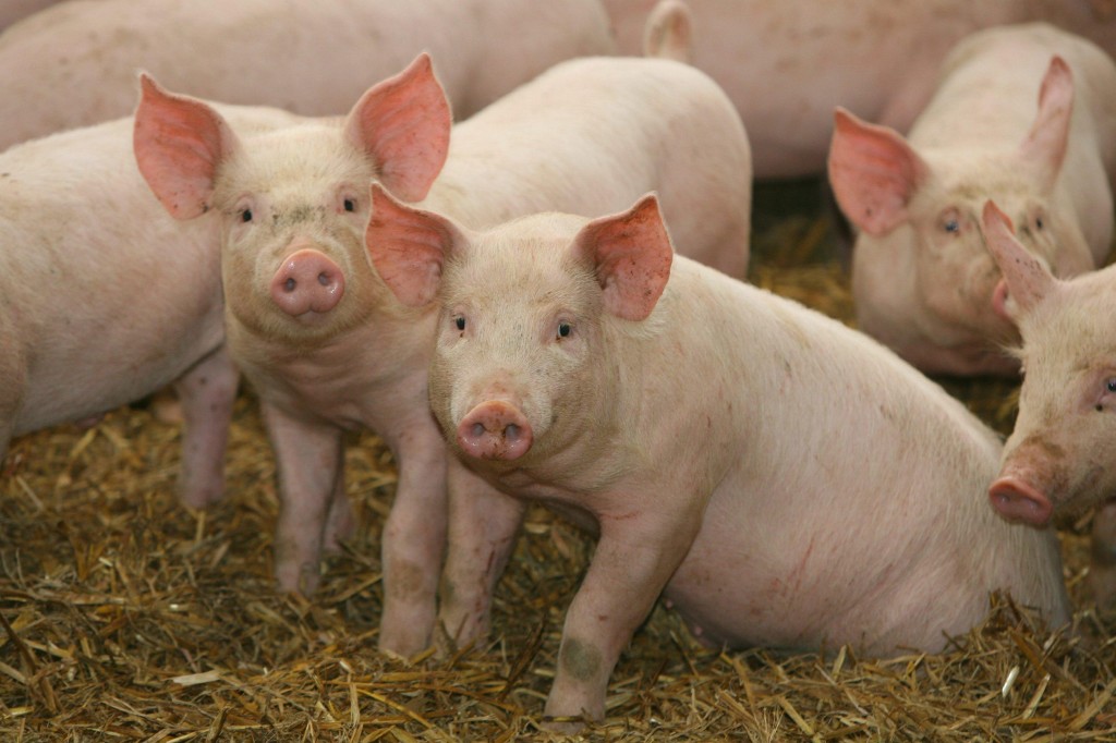 Las exportaciones de porcino de Aragón registran un récord histórico