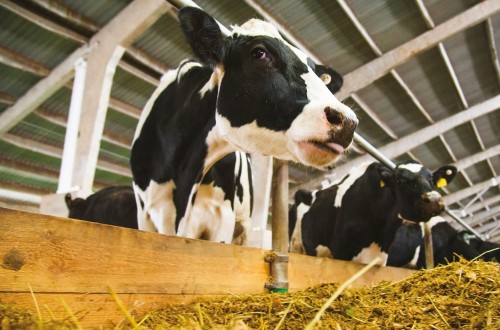 El heno de alfalfa como alimento proteico en el vacuno de leche