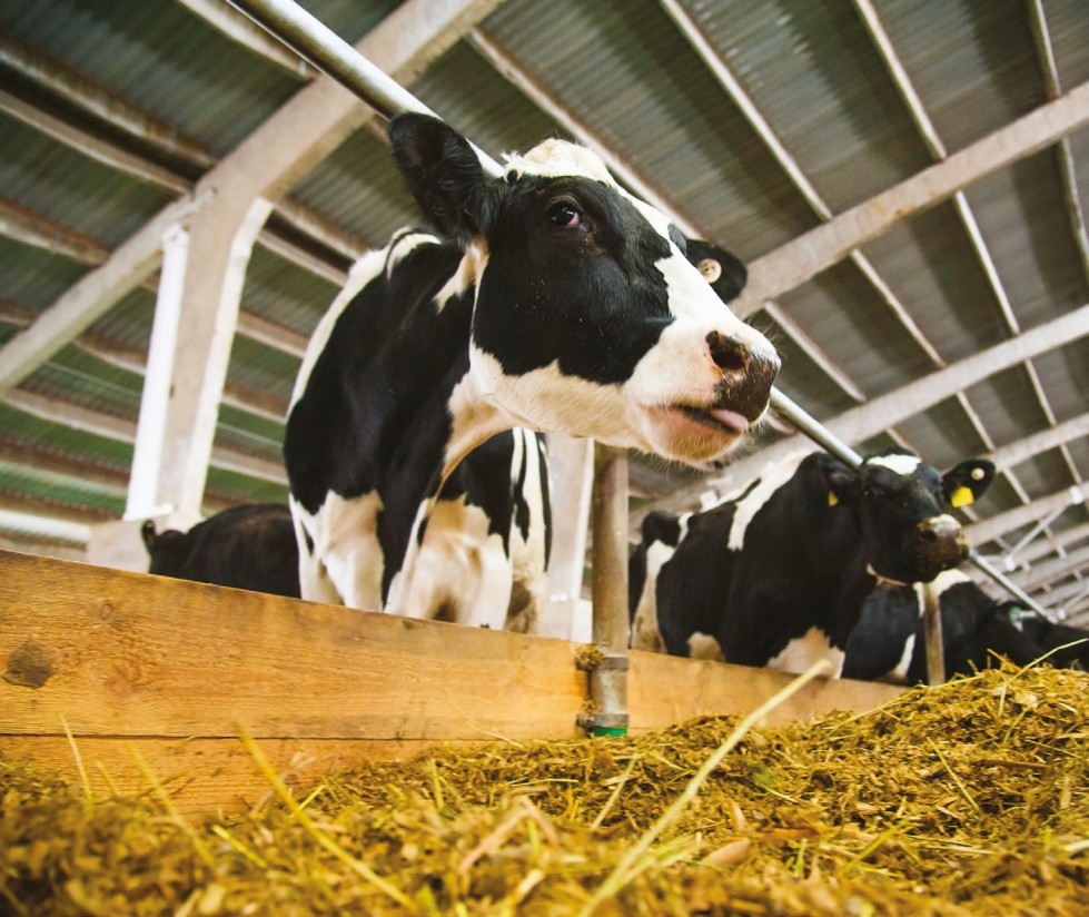 El heno de alfalfa como alimento proteico en el vacuno de leche