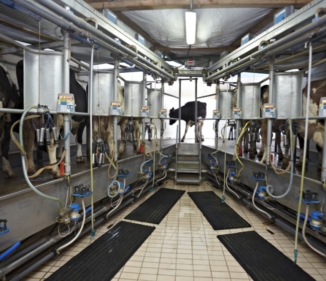 Las entregas de leche de vaca a industria continuaron bajando en febrero