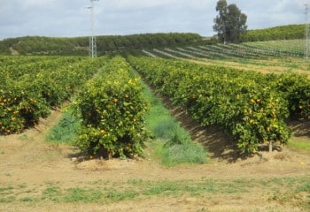 Evaluación preliminar de plantaciones superintensivas de cítricos