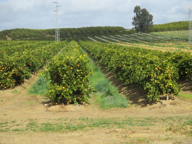 Evaluación preliminar de plantaciones superintensivas de cítricos