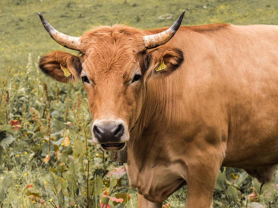 Castilla y León lidera la producción de carne de vacuno española