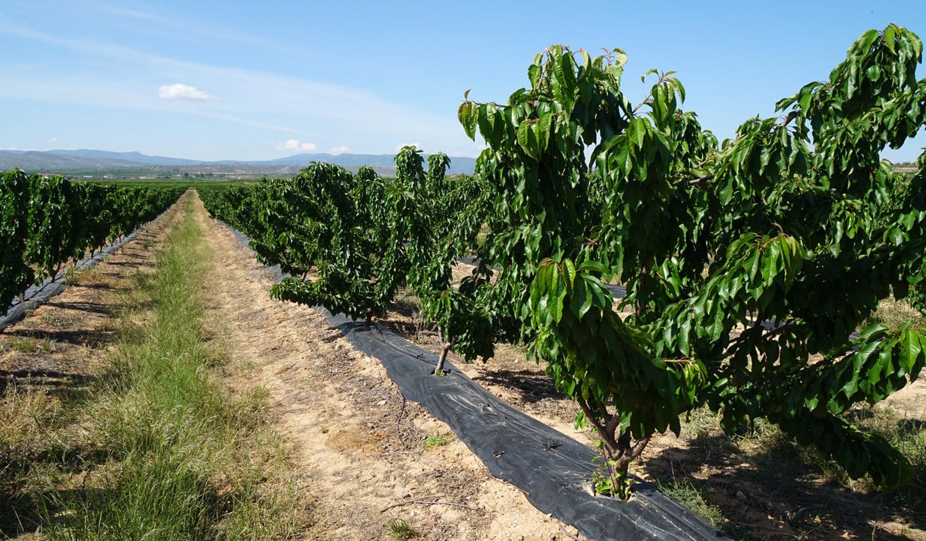 FEPEX prevé un descenso de la producción nacional de cereza en la actual campaña de 2019