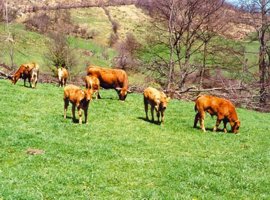 El FEGA fija los importes unitarios definitivos de ayudas asociadas PAC 2018 a vacas nodrizas y vacuno de leche