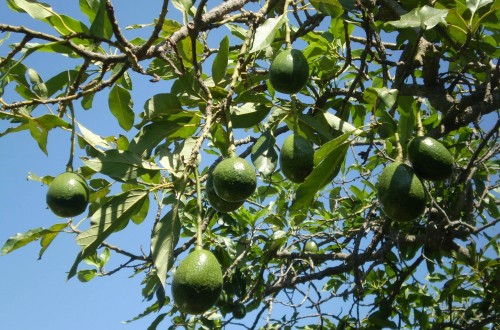 La Conselleria de Agricultura publicará por primera vez las cotizaciones en origen del aguacate de la Comunidad Valenciana