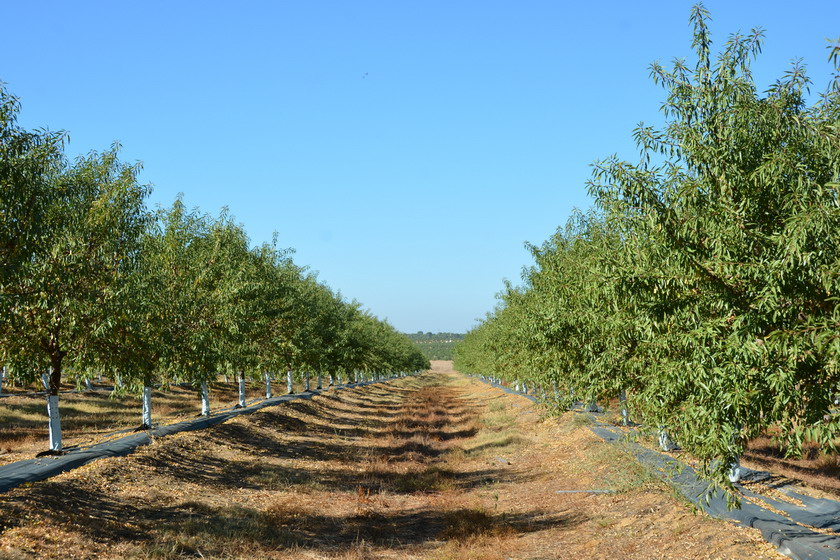 Andalucía recogerá 14.950 toneladas de almendra en la campaña 2019-2020