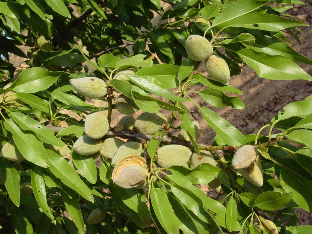 Previsión de producción nacional récord de casi 62.500 t de almendra grano en 2019/20