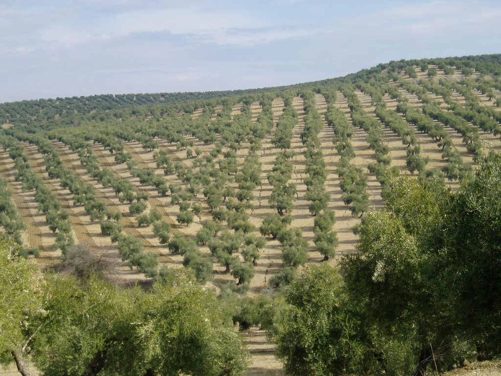 La producción comunitaria de aceite de oliva se cierra en poco más de 2,25 Mt en 2018/19