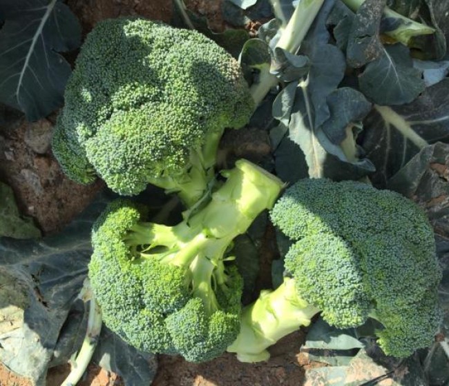 Mykonos, la nueva variedad de brócoli de Sakata para el verano