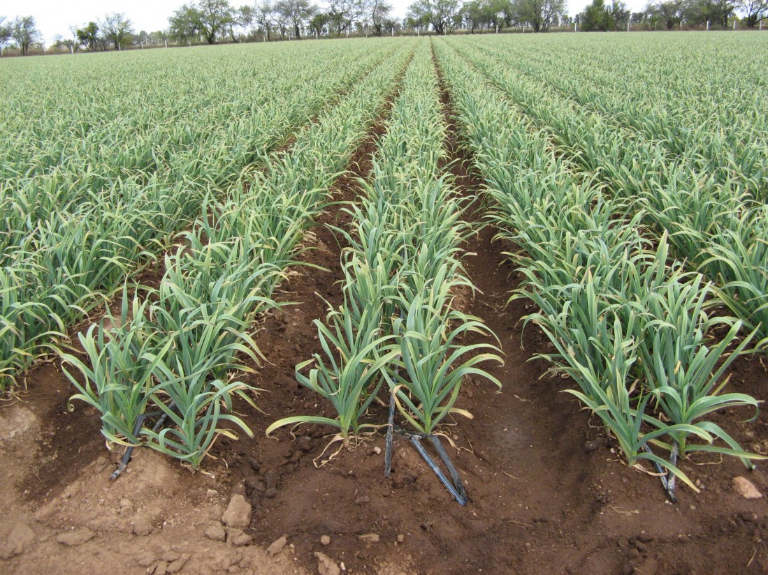 El sector del ajo, indignado por la actualización y subida del seguro agrario