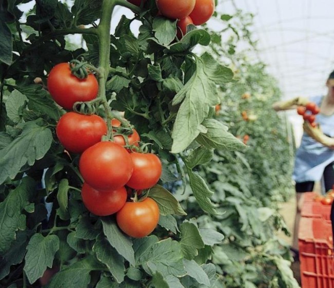 Los tomates españoles para consumo en fresco ya pueden exportarse a Canadá