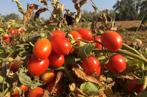 Denuncias de impacto negativo de las plagas importadas en el cultivo y la producción de tomate para fresco