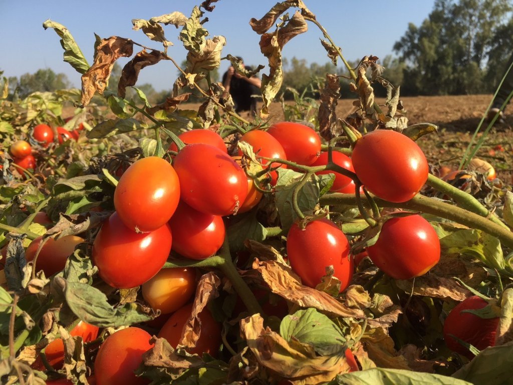 Denuncias de impacto negativo de las plagas importadas en el cultivo y la producción de tomate para fresco