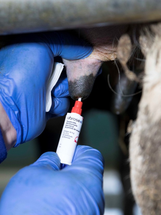 Tratamiento de las infecciones intramamarias y reducción del uso de antibióticos