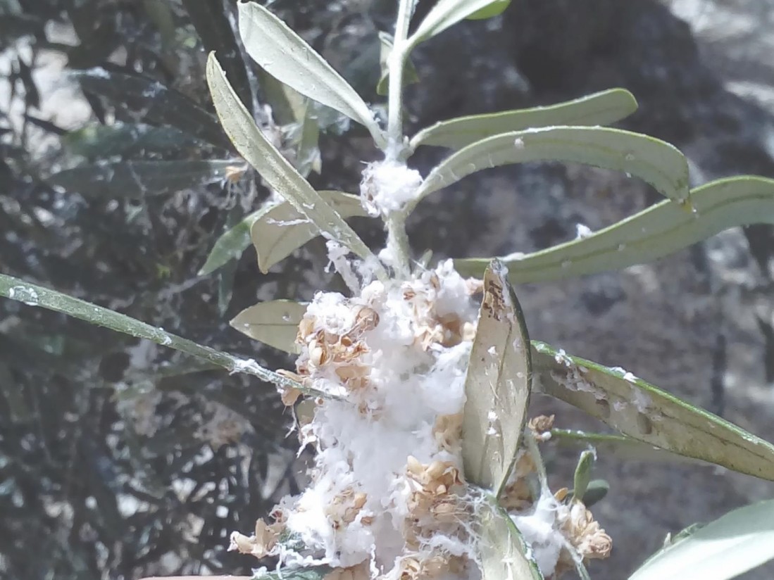 Estrategias de control para daños inusuales del algodoncillo en olivar