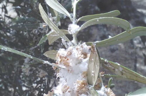 Estrategias de control para daños inusuales del algodoncillo en olivar