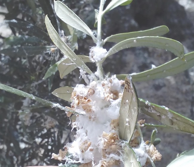 Estrategias de control para daños inusuales del algodoncillo en olivar