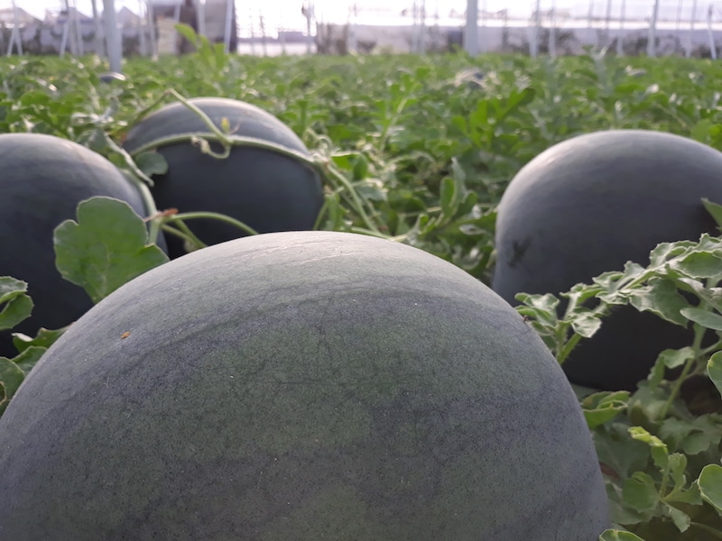 Un ensayo con Missylk revela incrementos en el calibre de los frutos de sandía Fashion de hasta un 15%