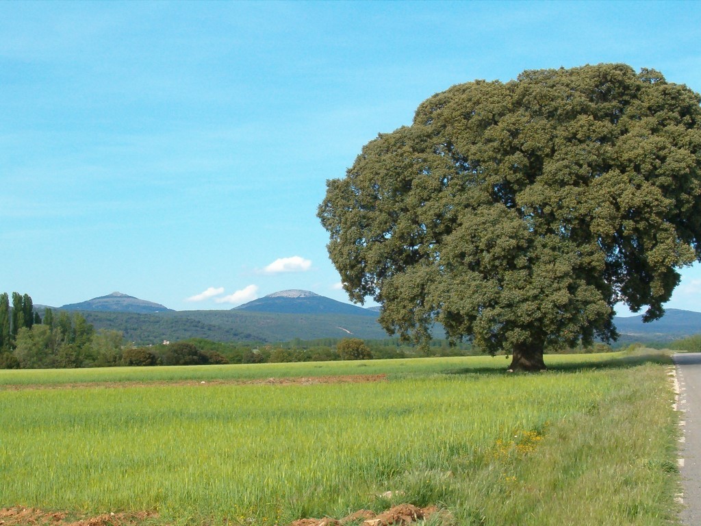 La “arquitectura verde” de la PAC post 2020 ofrecerá nuevas oportunidades para el agro