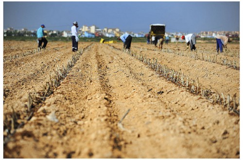 La Ley contra el Desperdicio amplía a 120 días los contratos temporales en el sector agroalimentario