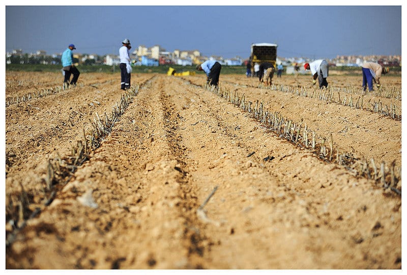 Baja en mayo el número de parados del sector agrario y sube la afiliación en esta actividad