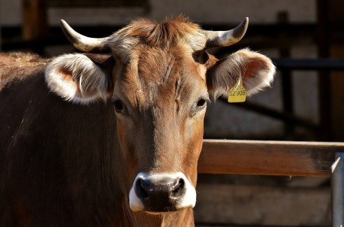 Vacuno de carne y cambio climático